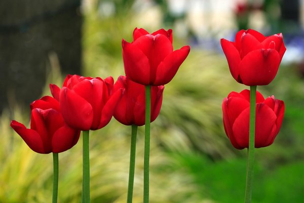 Comment créer un mur d'accent végétal dans une salle de bain contemporaine?